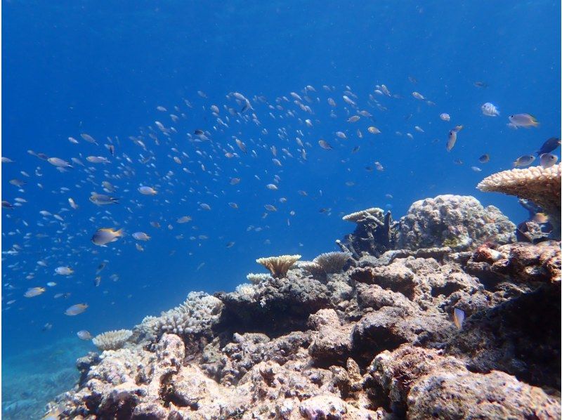 【西表岛/半天】在珊瑚碎片构成的“奇迹岛”遇见海龟！巴拉斯岛浮潜船【免费照片数据】促销！の紹介画像