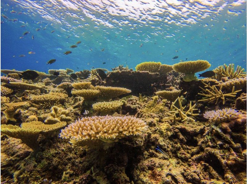 【西表岛/半天】在珊瑚碎片构成的“奇迹岛”遇见海龟！巴拉斯岛浮潜船【免费照片数据】促销！の紹介画像