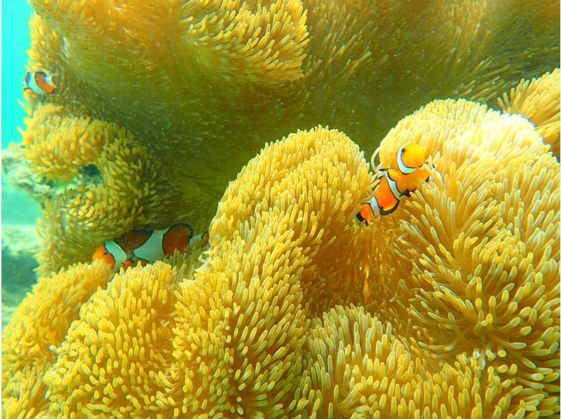 [Iriomote Island/Half day] [Half day] Underwater adventure at a world heritage site! Tropical snorkeling [Free photo data/equipment rental] Spring sale underwayの紹介画像