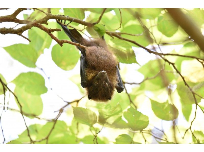 家庭折扣/特惠[主岛/嘉手纳]红树林皮艇之旅★&ldquo; 3致密&rdquo;措施非常完美！中生代以下一个孩子免费半价★旅游形象礼物！の紹介画像