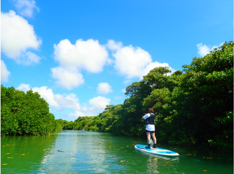 [石垣島/半天]天然紀念物！選擇 SUP 或獨木舟在紅樹林中巡遊 ★免費交通/照片數據/設備租賃[學生折扣計劃]の紹介画像