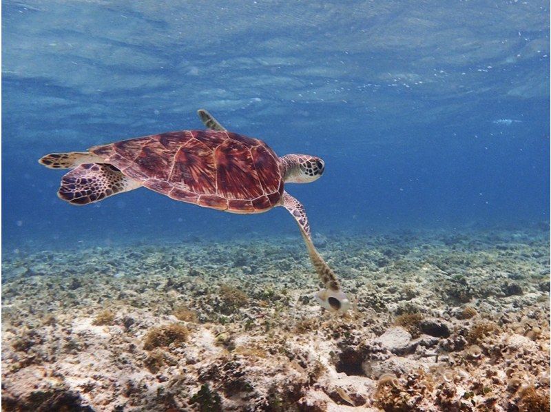 [Ishigaki Island/1 day] If you're not sure what to do, try this! Ishigaki Island's two most popular activities! Kabira Bay SUP/canoeing & Blue Cave snorkeling ★Look for sea turtles★Free photos★の紹介画像