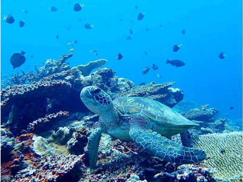 [Ishigaki Island/1 day] Enjoy the sea and river for a day! Natural Monument Mangrove SUP/Canoe & Blue Cave Snorkeling ★ Free pick-up and drop-off/photo data!の紹介画像