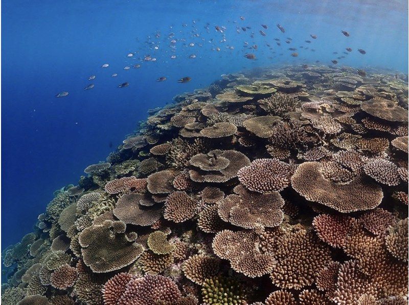 [Ishigaki Island/1 day] Enjoy the sea and river for a day! Natural Monument Mangrove SUP/Canoe & Blue Cave Snorkeling ★ Free pick-up and drop-off/photo data!の紹介画像