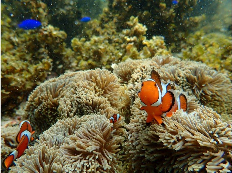 [石垣島 / 1 日] 天然紀念碑紅樹林 SUP / 獨木舟和藍洞浮潛 [區域優惠券目標] 超級夏季促銷開始！の紹介画像