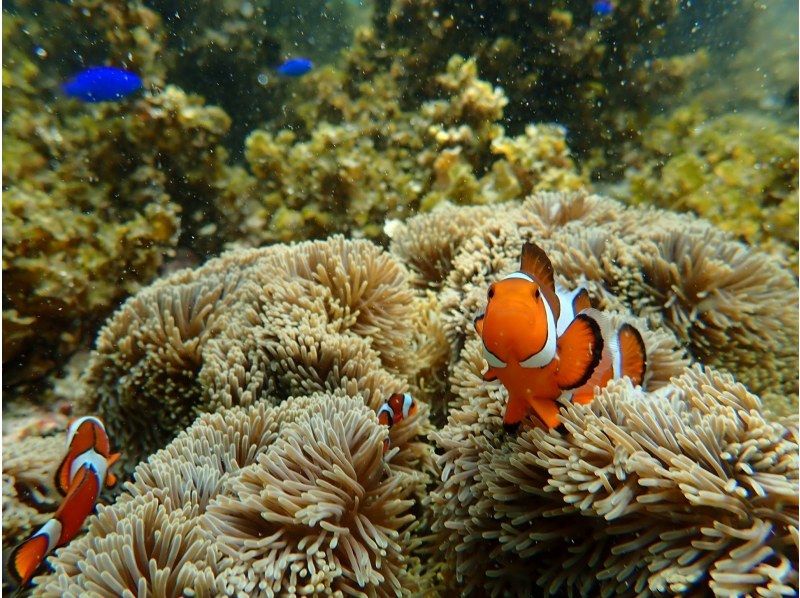 [Ishigaki Island/1 day] Enjoy the sea and river for a day! Natural Monument Mangrove SUP/Canoe & Blue Cave Snorkeling ★ Free pick-up and drop-off/photo data! [Student discount plan]の紹介画像