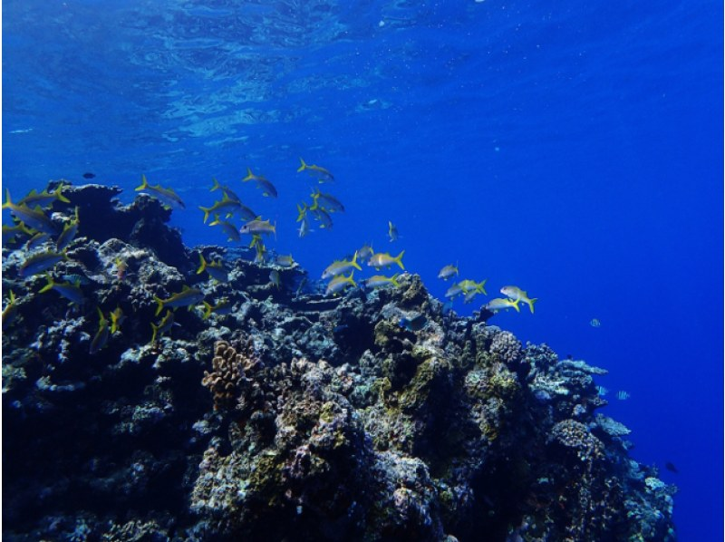 [Ishigaki Island/1 day] Enjoy the sea and river for a day! Natural Monument Mangrove SUP/Canoe & Blue Cave Snorkeling ★ Free pick-up and drop-off/photo data!の紹介画像