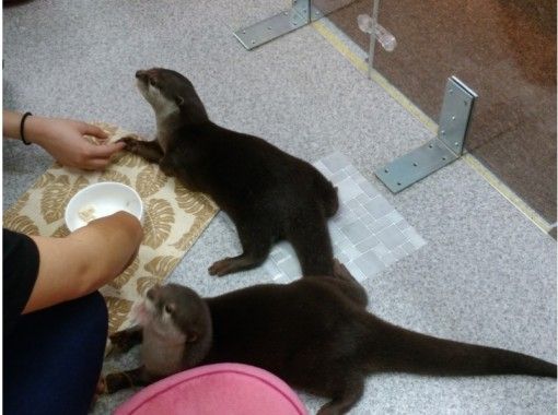 東京 浅草 珍しい動物達と一緒に遊び癒されよう 動物カフェ アクティビティジャパン