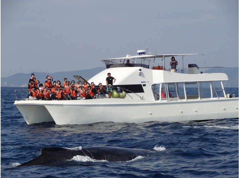 【 Okinawa · Kerama】 Go with a shaky catamaran ship! Whale watching tour * Full repayment system available *