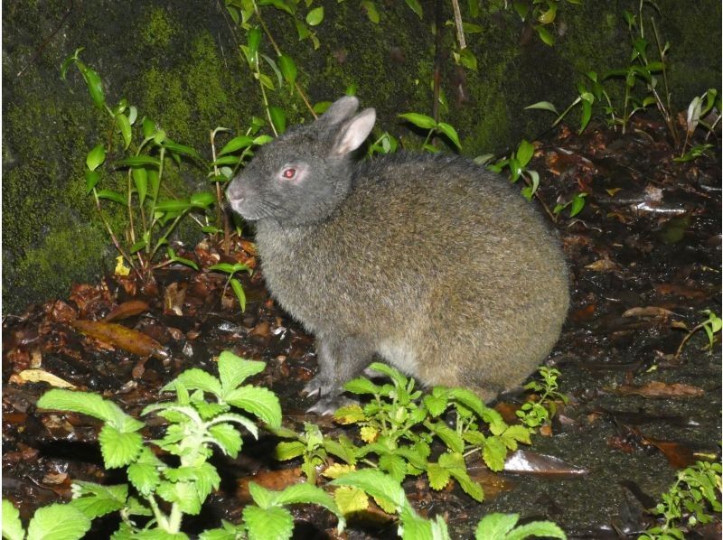 [Kagoshima / Amami Oshima] [World Natural Heritage] Mysterious Forest Black Rabbit Night Tour!