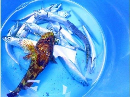 【 千葉 ·Minami Boso·Tateyama】手工製作OK！海釣體驗@ 租賃釣魚竿！初學者和兒童歡迎♪/ 90分鐘課程の紹介画像