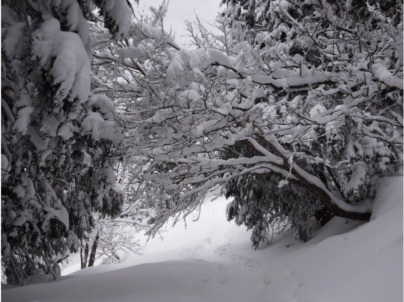 [滋贺-湖西]随意走在Snow Treck的雪地上〜蓬松~~（第一版·租借写）の紹介画像