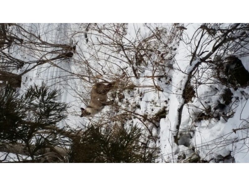 [滋贺-湖西]随意走在Snow Treck的雪地上〜蓬松~~（第一版·租借写）の紹介画像