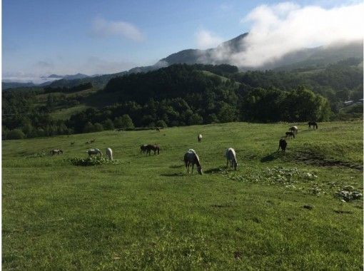 北海道の乗馬 ホーストレッキングの予約 日本旅行 オプショナルツアー アクティビティ 遊びの体験予約