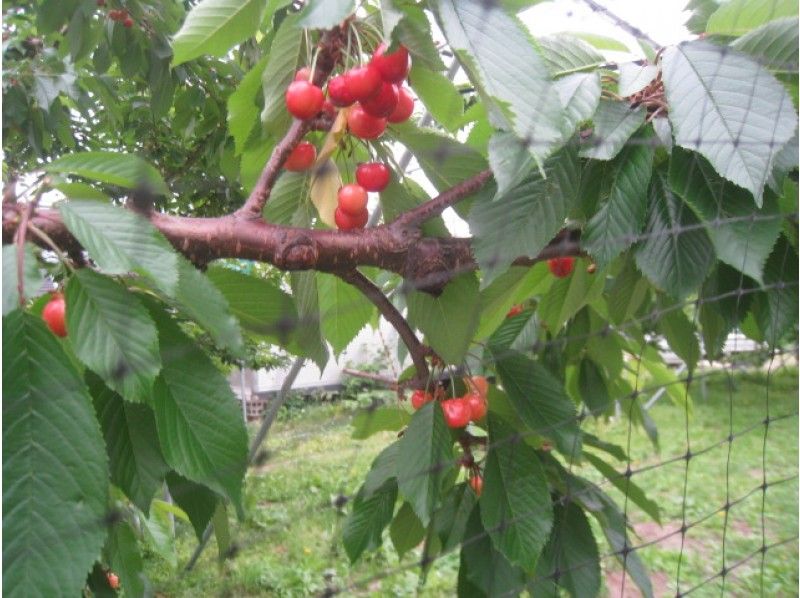 【秋田・大仙】さくらんぼ狩り＆食べ放題（紅さやか、佐藤錦、月山錦他）お子さまと一緒にどうぞ♪の紹介画像