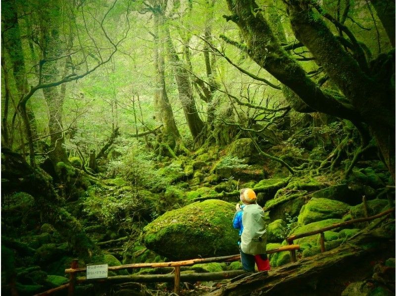 鹿児島　屋久島　世界遺産の大自然　トレッキング中に写真を撮る人