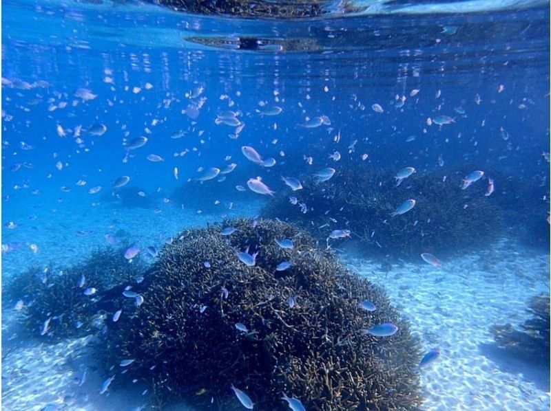 【沖縄・石垣島】☆１組限定☆半日コース・絶景！幻の島上陸＆体験ダイビング☆の紹介画像