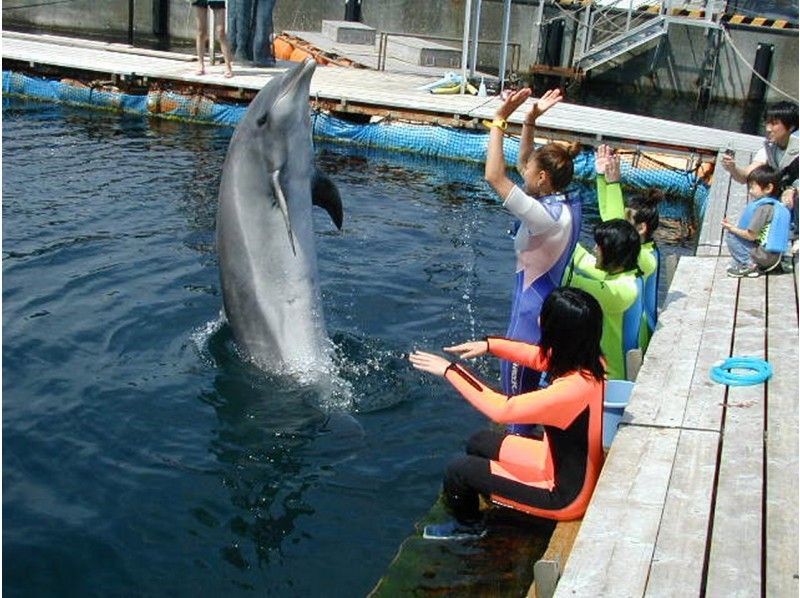 [Tokyo, Higashi Izu, Ito] Day Dolphin swim& experience Diving