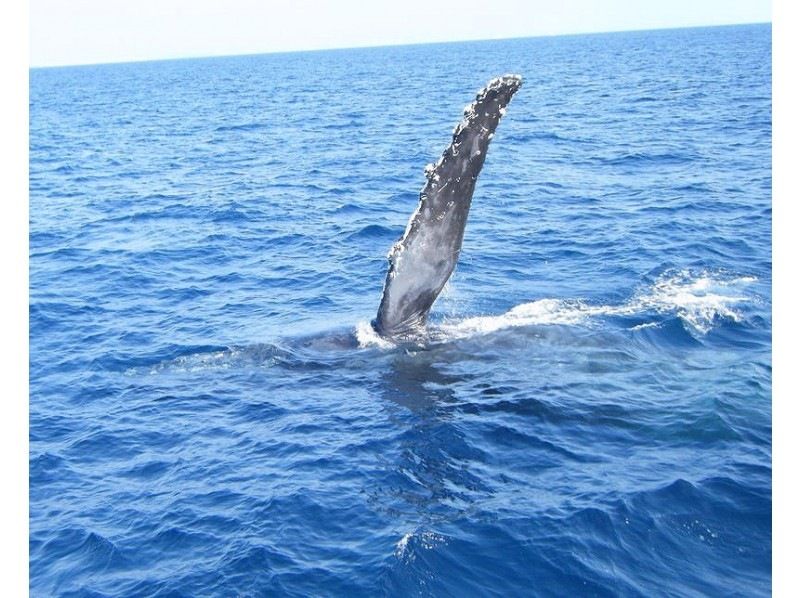 [From Kerama Islands/Naha] Half-day (morning/afternoon) whale watching charter planの紹介画像