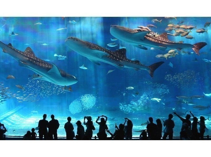 【夜の沖縄美ら海水族館へ入場】ナイトアクアリウム&夜のDINO恐竜PARKなどを巡る沖縄本島おすすめバスツアー