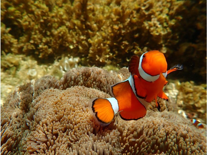 【 石垣島 】在Maibara海灘浮潛之旅！海灘入口處有許多珊瑚礁和生物！尼莫也可以很快見面の紹介画像