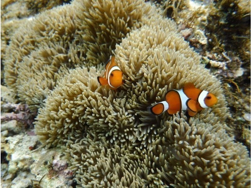 石垣島・米原ビーチでスノーケルツアー！4歳〜OK！エリアを把握した地元出身女性ガイドがご案内！少人数制&温水シャワーあり！水中写真プレゼントの紹介画像