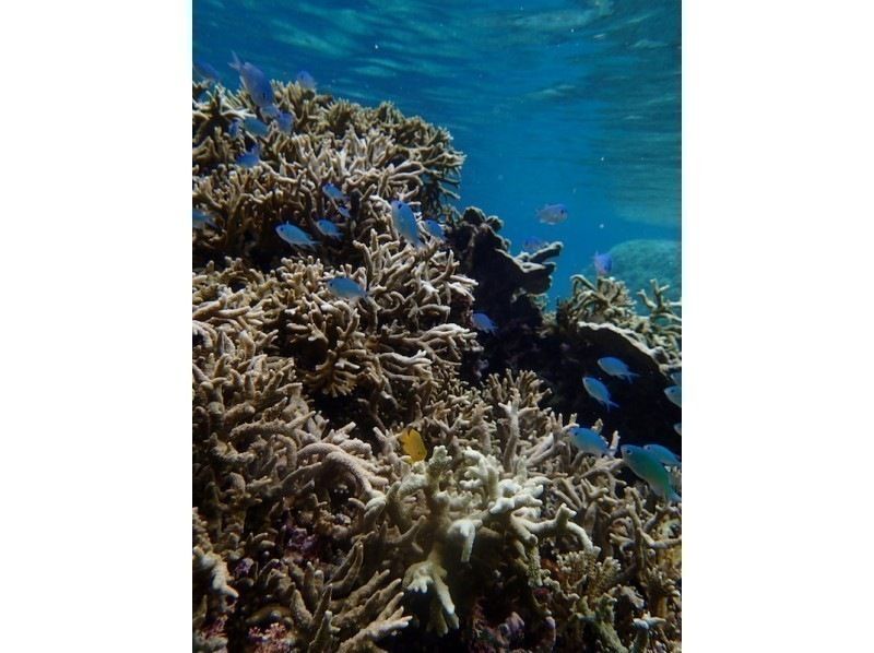 【 石垣島 】在Maibara海灘浮潛之旅！海灘入口處有許多珊瑚礁和生物！尼莫也可以很快見面の紹介画像