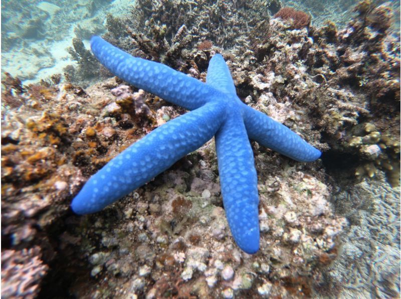 【 石垣島 】在Maibara海灘浮潛之旅！海灘入口處有許多珊瑚礁和生物！尼莫也可以很快見面の紹介画像