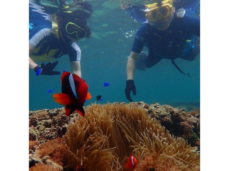 【 石垣島 】在Maibara海灘浮潛之旅！海灘入口處有許多珊瑚礁和生物！尼莫也可以很快見面の紹介画像