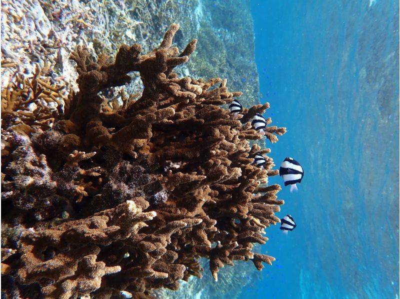 【 石垣島 】在Maibara海灘浮潛之旅！海灘入口處有許多珊瑚礁和生物！尼莫也可以很快見面の紹介画像