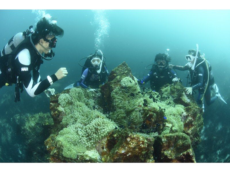【來自東京/ Jogashima /】NAUI體驗潛水の紹介画像