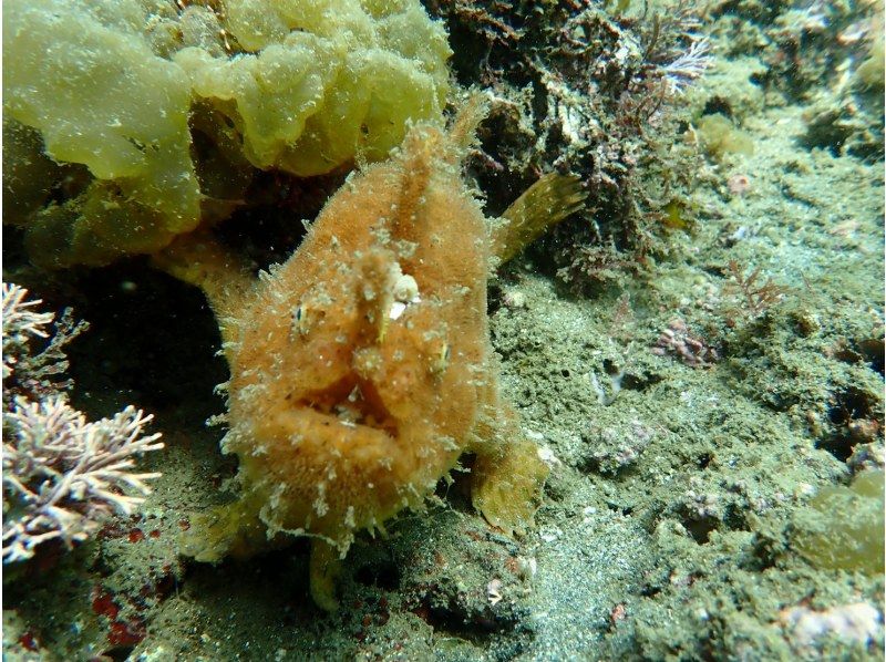 [东京出发，Jogashima] NAUI潜水员C级卡获取 - （3天）の紹介画像
