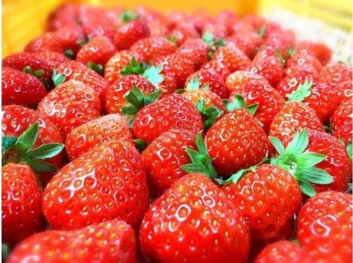福岡 うきは 完熟いちご食べ放題のいちご狩り ペットok 練乳ok アクティビティジャパン 福岡 うきは 完熟いちご食べ放題のいちご狩り ペットok 練乳ok アクティビティジャパン