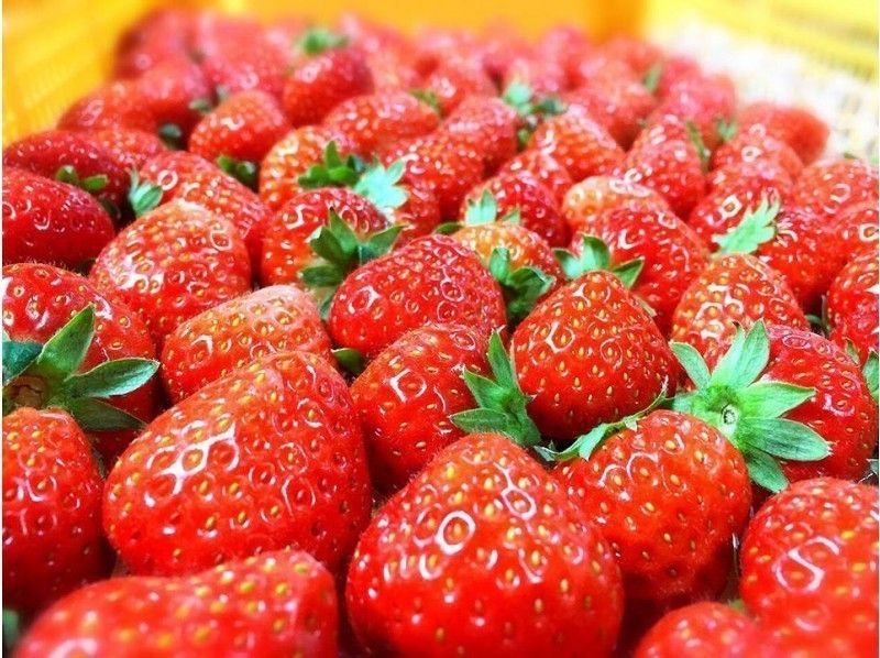 【 Fukuoka · Ukiha】 All-you-can-eat Strawberry Hunting ♪ (Pet OK, Condensed Milk OK)の紹介画像