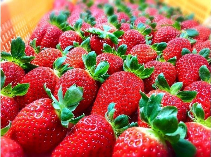 【 Fukuoka · Ukiha】 All-you-can-eat Strawberry Hunting ♪ (Pet OK, Condensed Milk OK)の紹介画像
