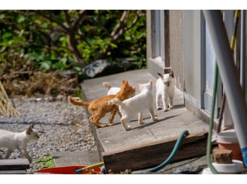 大分 蒲江 Gw限定 大分の猫の島でにゃんこツアー ランチ付き アクティビティジャパン