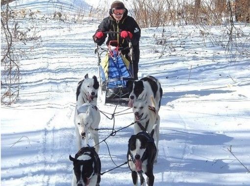 北海道 十勝 十勝ハスキークルーズでマッシャーデビュー 2人乗り犬ぞり体験 半日コース アクティビティジャパン 北海道 十勝 十勝ハスキークルーズでマッシャーデビュー 2人乗り犬ぞり体験 半日コース アクティビティジャパン