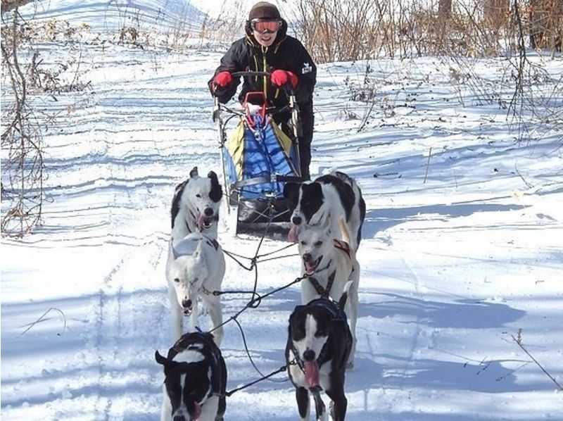 北海道の大雪原で犬ゾリに乗ってみよう 五つ星評価の大人気体験プランをご紹介 Activity Japan Blog