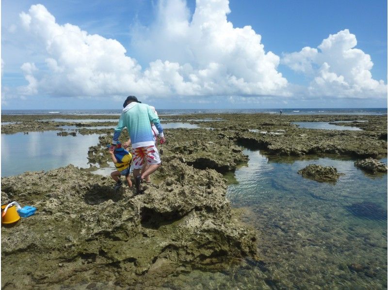 [Okinawa/ Southern mainland] Observation of creatures and beaches on the unspoiled natural coast
