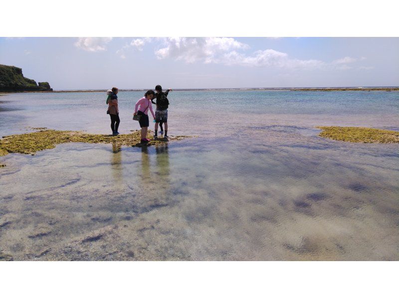 [Okinawa/ Southern mainland] Observation of creatures and beaches on the unspoiled natural coast