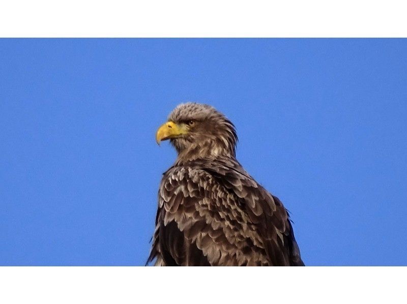 [Hokkaido/ Shiretoko] World Natural Heritage-Shiretoko Steller's Sea Eagle / White-tailed Eagle observation (2 hour course / car movement)の紹介画像