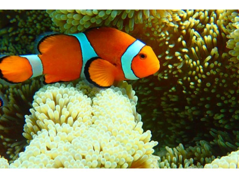 [ถ้ำสีน้ำเงิน & แนวปะการัง/ดำน้ำตื้นโดยเรือ] ★ผู้ใช้ครั้งแรกตกลง! ชุดดำน้ำและอุปกรณ์ ฟรี!の紹介画像