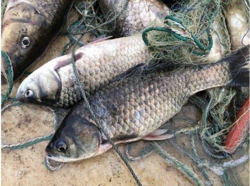 滋賀縣 琵琶湖 讓我們玩 吃 知道琵琶湖 生魚片魚網捕魚 體驗和特產 Funa 與酸甜套餐 Activityjapan