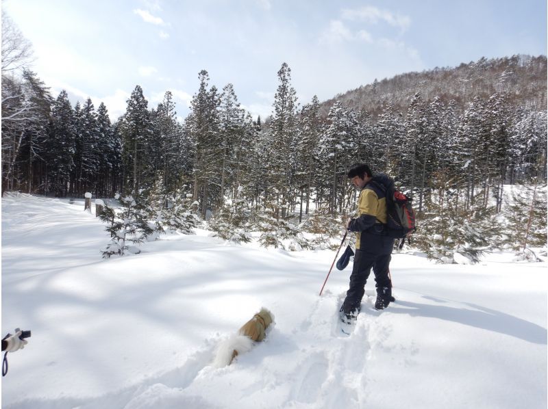 [從IC出發，只需5分鐘]在群馬水上的森林裡玩雪！雪地徒步半日遊の紹介画像