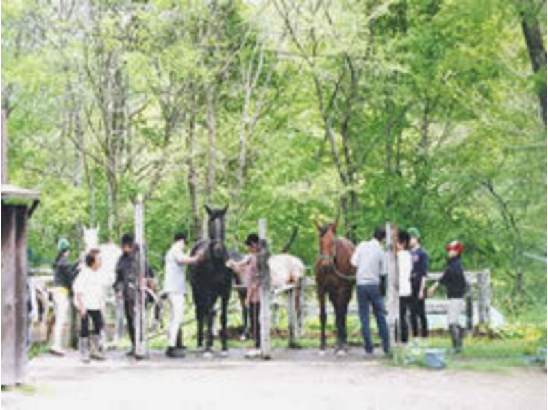 [北海道千歲]人們體驗！騎馬（120分課程）の紹介画像