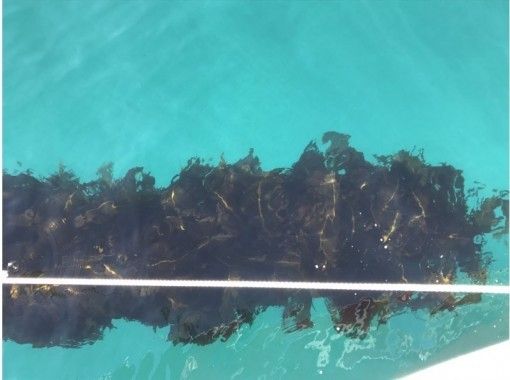 静岡 伊豆下田 今だけ ここだけ ワカメ狩り体験 お土産付き アクティビティジャパン