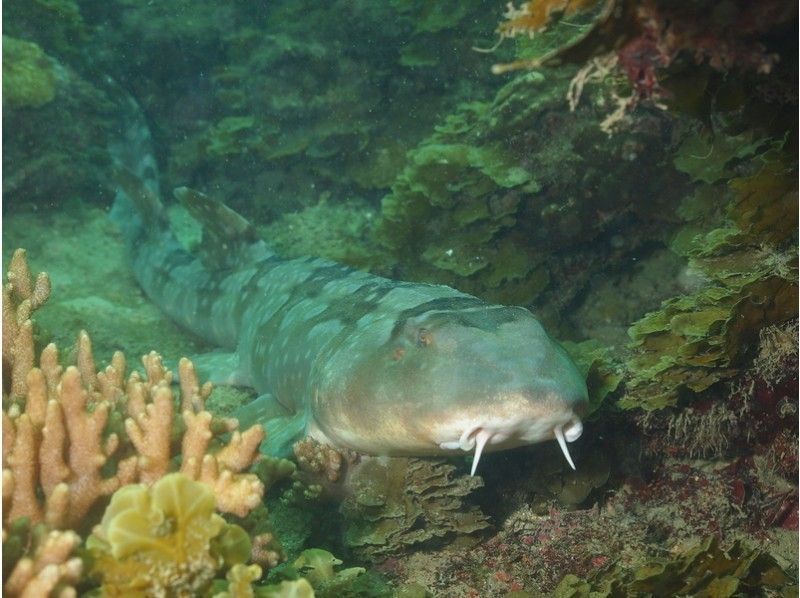 【高知・甲浦】深海のシロボシテンジクザメ観察ダイビングツアーの紹介画像