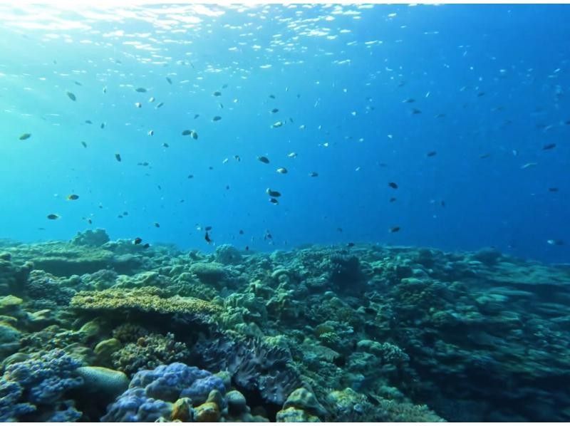 【沖縄・名護】シュノーケリング体験!西海岸の綺麗なサンゴ礁を探検しよう!!の紹介画像