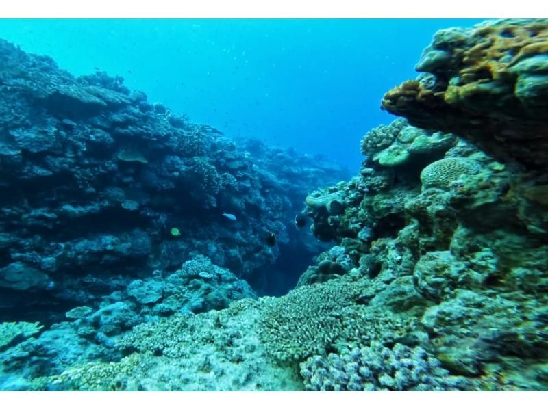 【沖縄・名護】シュノーケリング体験!西海岸の綺麗なサンゴ礁を探検しよう!!の紹介画像