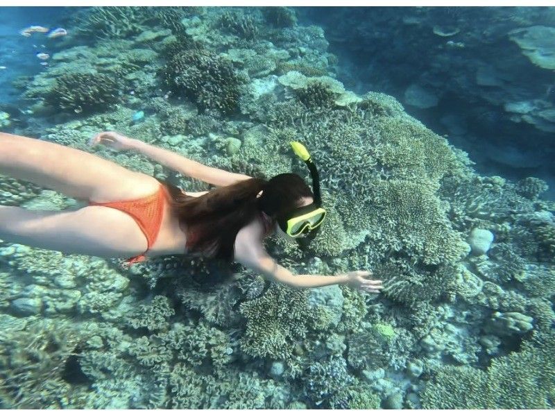 【沖縄・名護】シュノーケリング体験!西海岸の綺麗なサンゴ礁を探検しよう!!の紹介画像